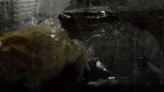 Pacman Frogs In Rain Chamber