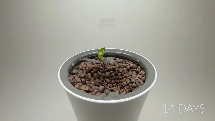 100 Days in 1 minute   HYDROPONIC CHILI PEPPER Tim...