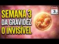 IMPRESSIONANTE O que Acontece na SEMANA 3 DA GRAVIDEZ que NINGUÉM te Conta! DESCUBRA JÁ