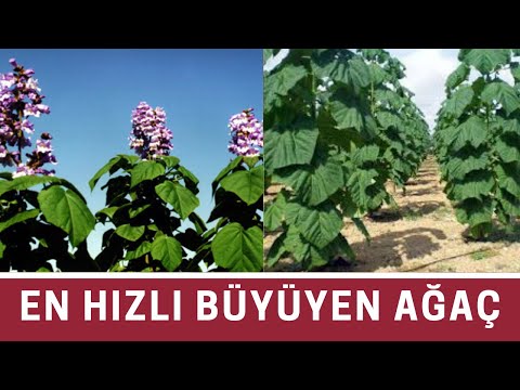 Video: Lombardiya kavağı ne kadar hızlı büyür?