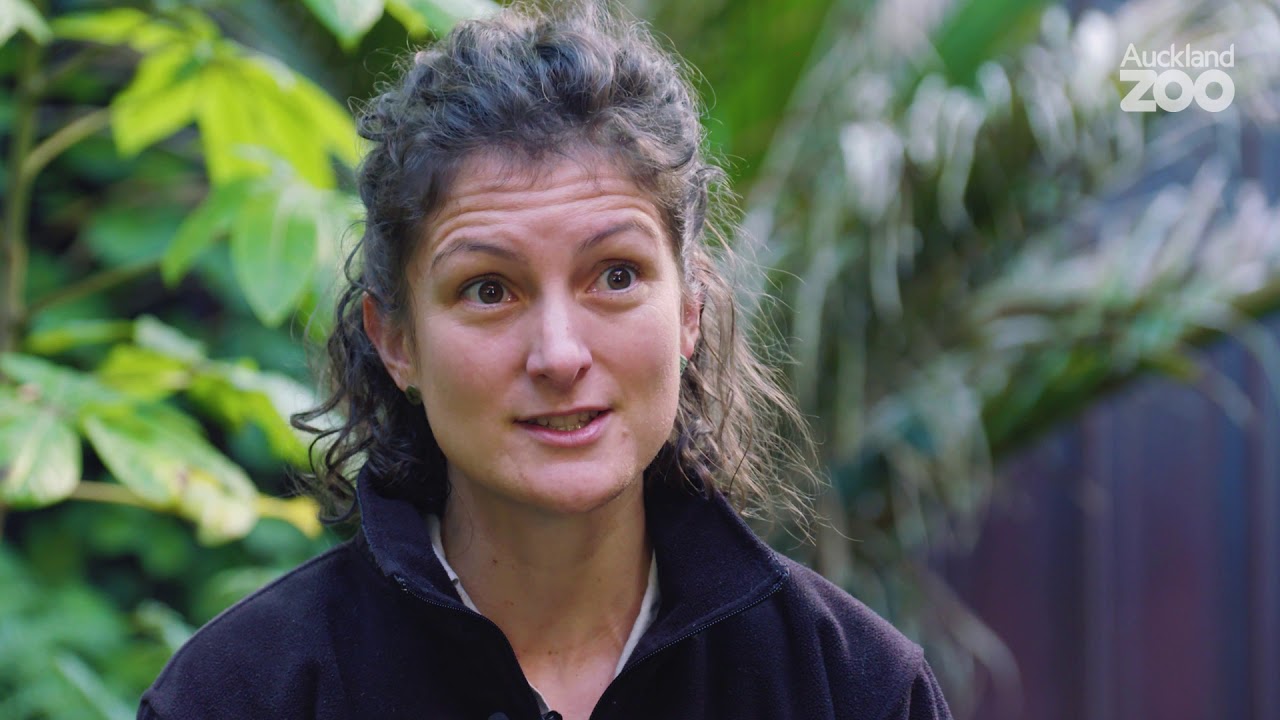 Kaitiaki for Kākāpō - Part 1