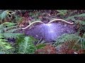 The Fanciest Bird in the World: Superb Lyrebird