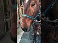 post workout tongue out 😛 #harnessracing #horse #lifeisbutadream #horseracing #standardbred