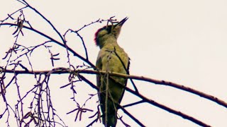 Zöld küllő hangja | European green woodpecker's call