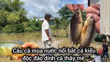 Câu Cá Mùa Nước Nổi, Bắt Cá Kiểu Độc Đáo Dính Cá Thấy Mê,Làm Món Ngon Miền Tây Ai Cũng Thích