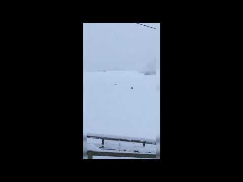 Hare outsmarts "killer" stoat by giving it the run around in thick Scottish snow