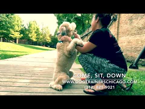 best-dog-training-in-chicago!-1-year-old-wheaten-terrier,-jackson!