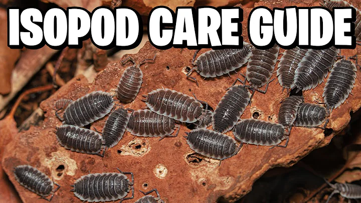 Isopods Care and Breeding Guide for beginners