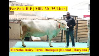 For Sale H.F | Milk 30 -35 Liter | Maratha Dairy Farm |Dadupur |Karnal | Haryana |