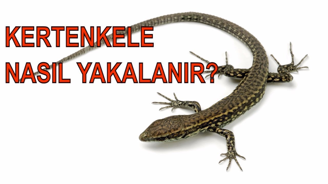 kertenkele nasil yakalanir aciklama linkten satin al kertenkele kertenkele yapiskani youtube