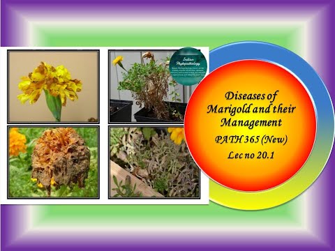 43 PATH 365 (New) Lec no 20.1 Diseases of Marigold