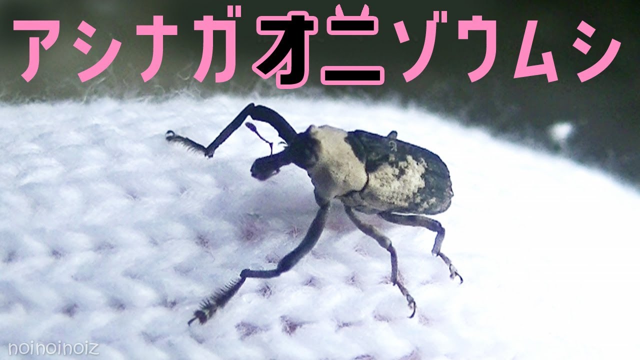 アシナガオニゾウムシ ゼリー食べる羽を広げる 象虫 Japanese Weevil Youtube