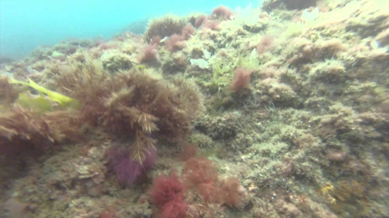 Plongée Socoa Juin 2014