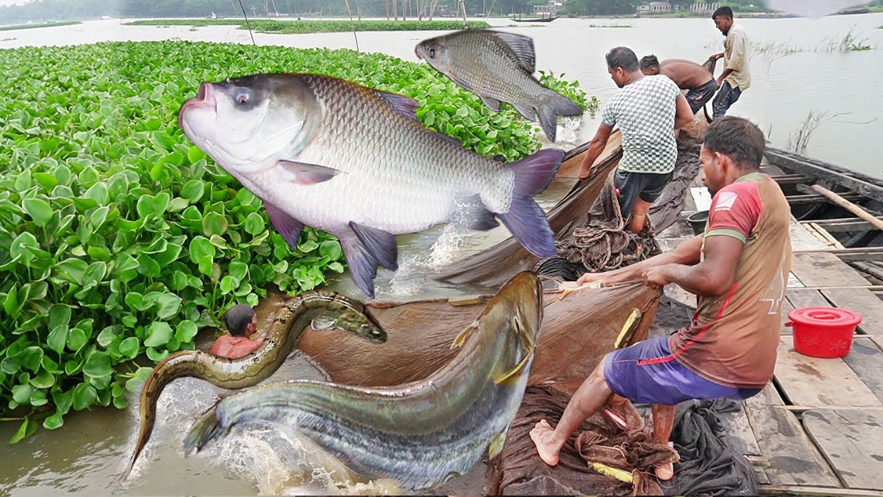 Fishing Video || Amazing Rural Fishing Video 🐟 Best Asian Fishing Technique 🐟 #shorts #india