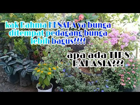 Video: Maklumat Euphorbia Lilin Candelilla: Ketahui Mengenai Penjagaan Tumbuhan Candelilla