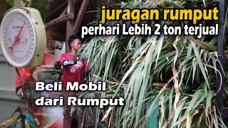 Lebih dari 2 ton Rumput  terjual perhari dan Beli mobil dari jual rumput pakan ternak