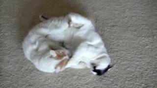 Turkish Van at Play II by VanCat Quest/バン猫クエスト 557 views 14 years ago 1 minute, 3 seconds