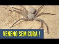 4 ARANHAS mais VENENOSAS do MUNDO - parte 2