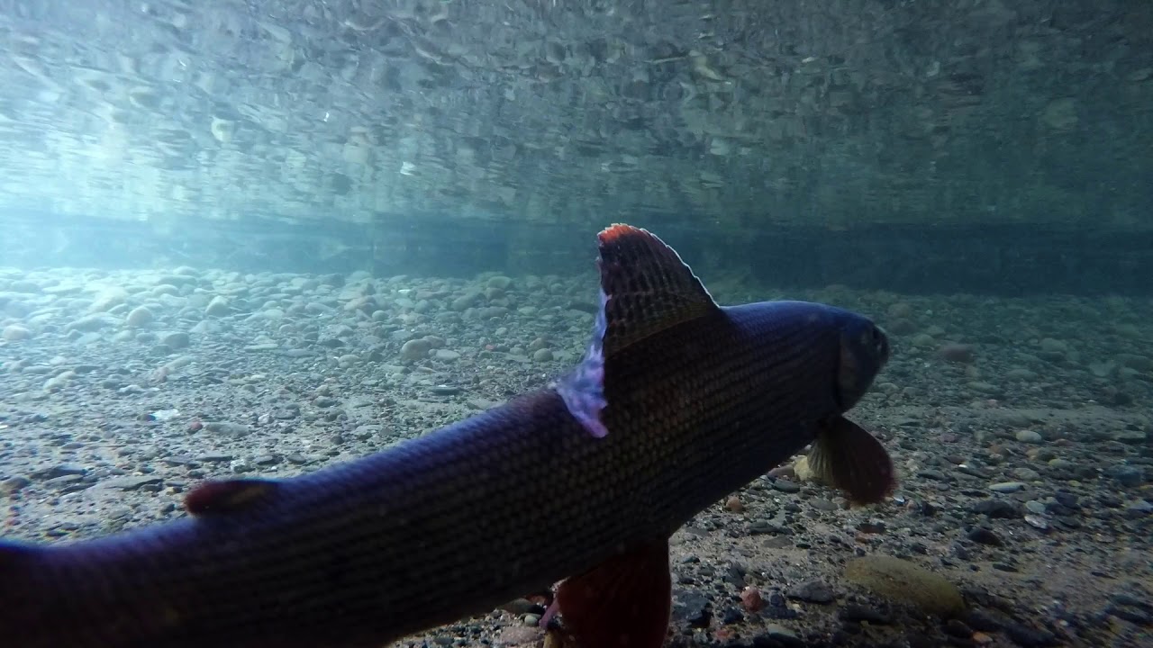 Harr i Vättern - slow tv (Thymallus thymallus)