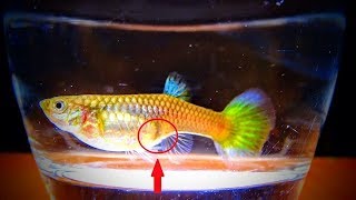 How to BREED guppy FISH also known as the MILLION FISH