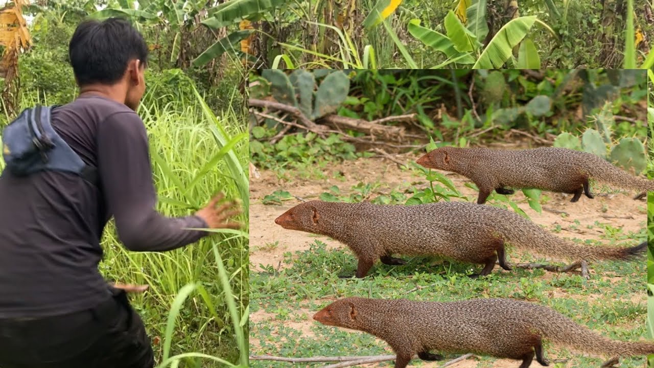 ต่อพังพอน พลาดอีกแล้ว