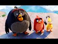 ثلاثة طيور اغبي من بعض بيحولوا ينقذوا مدينتهم من الخنازير المحتلة ملخص فيلم   1