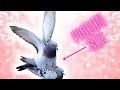 how do pigeons mate