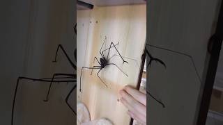 Giant Harry Potter Spider