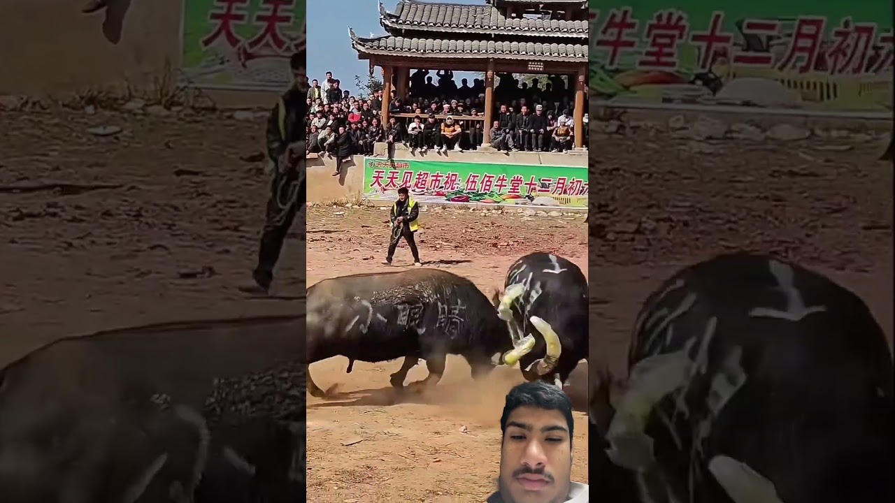 2 bull fight with each other 