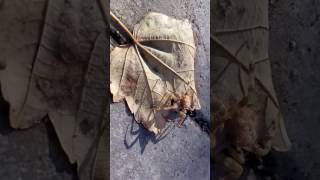 ПАУК арахнид ХОЛОДНО СМЕШНЫЕ КОТЫ И КОШКИ 2017 ПРИКОЛЫ С КОТАМИ И КОШКАМИ - ПАУК арахнид ХОЛОДНО СМЕШНЫЕ КОТЫ И КОШКИ 2017 ПРИКОЛЫ С КОТАМИ И КОШКАМИ -