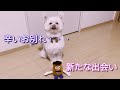 【犬のおもちゃ】可愛いおもちゃはすぐに・・・