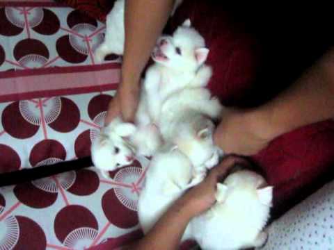 Venus Puppies Japanese Spitz 1 Month Old Youtube Venus Puppies Japanese Spitz 1 Month Old Youtube