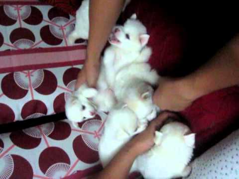 Venus Puppies Japanese Spitz 1 Month Old Youtube