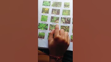#Medicinal plants#MEDICINAL ☘️☘️#viral #you #trending #tube