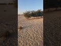 راشد العليلي زراعة الصحراء سهله وغير مكلفه ومضمونه كلام مجرب ومحب للبيئه ولاكن بالطرق الصحيحه