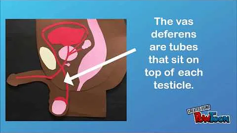 Sperm Travels