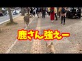 【わんこと奈良公園🐾】鹿が強すぎてたじろぐワンコ🐕💦2019年11月Deers in Nara Park were stronger than dogs