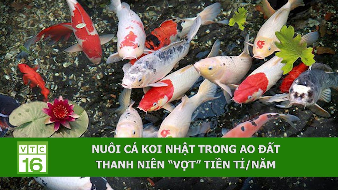 Nuôi Cá Koi Nhật Trong Ao Đất, Thanh Niên “Vợt” Tiền Tỉ/Năm | Vtc16 -  Youtube