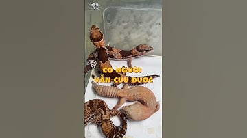 Mình không Nuôi Leopard Gecko vì điều này ? #shorts
