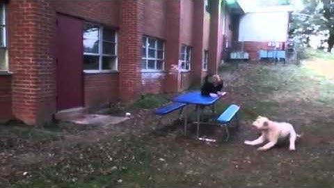 Picnic Table FAIL