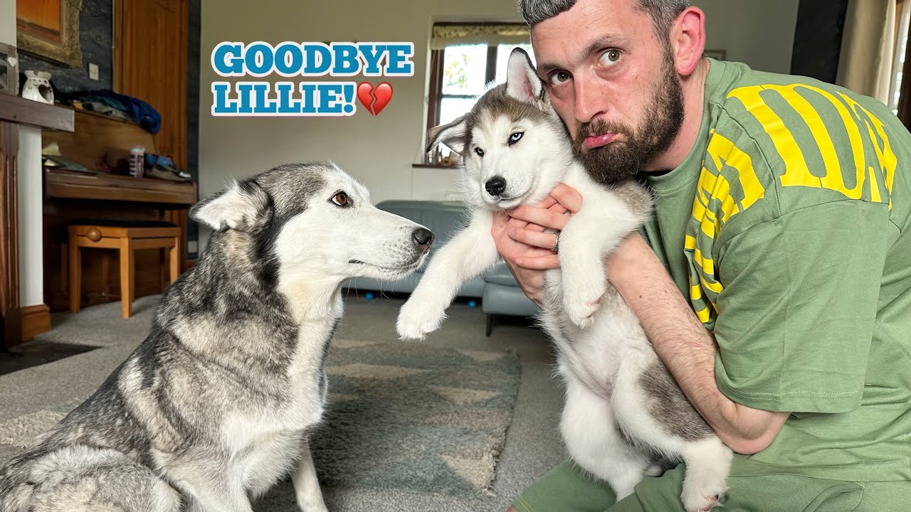 Goodbye Husky Mum & Dad Husky Saying Goodbye To Lillie The Puppy!😭. This Was The ...