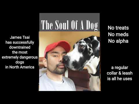 The Soul Of A Dog podcast trailer