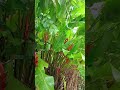 Maravilha você só encontra na natureza #sitio