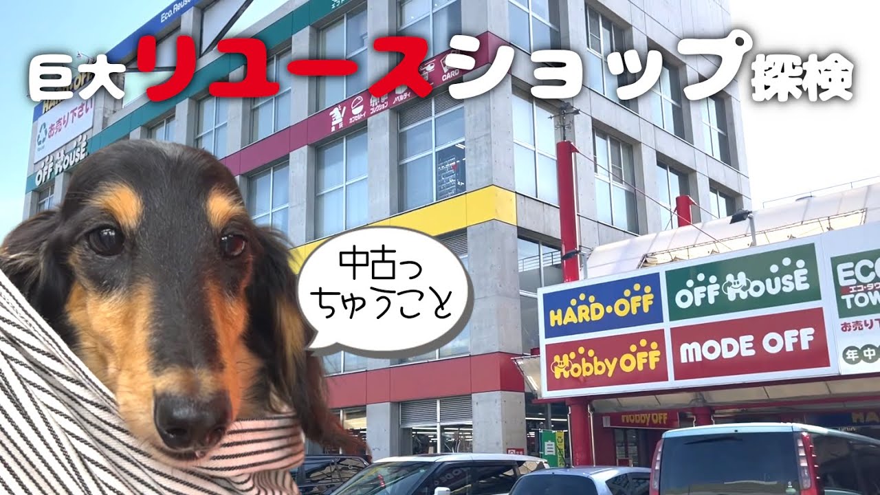【犬連れリサイクルショップ】エコタウン八王子大和田店（ハードオフ・オフハウス・ホビーオフ・ブックオフ・モードオフ）で掘り出し物探し!ペットショップの売れ残りと元保護犬とお出かけ
