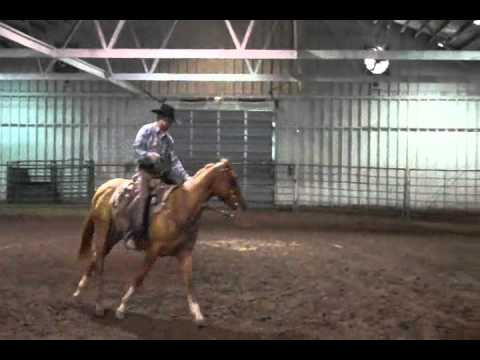 Chester- 2007 Red Dun Gelding