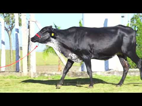 LOTE 18 A151 NIDIA STEVE AICH   4615CI