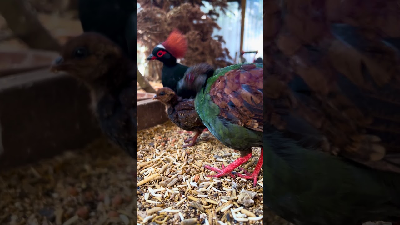 Crested partridge family 