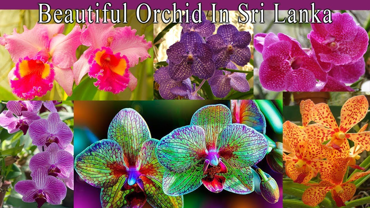 Orchid Flower Cultivation In Sri Lanka Best Flower Site