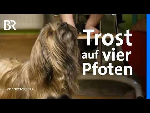 Trostspender auf vier Pfoten: Besuchshunde für schwerstkranke Kinder| Frankenschau | BR