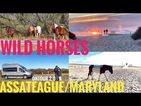 WILD HORSES AT ASSATEAGUE NATIONAL SEASHORE ISLAND//MARYLAND//ONTOUR 2.0 — Ocean City, Maryland WILD HORSES AT ASSATEAGUE NATIONAL SEASHORE ISLAND//MARYLAND//ONTOUR 2.0 — Ocean City, Maryland